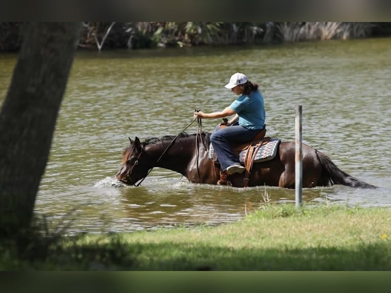 Cheval de trait Jument 6 Ans 152 cm Bai cerise in Watsonville