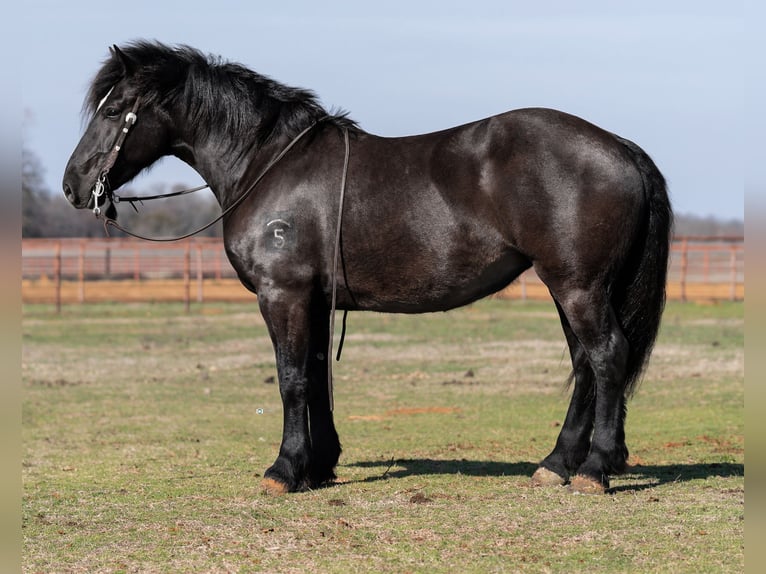 Cheval de trait Croisé Jument 6 Ans 157 cm Noir in Whitesboro, TX