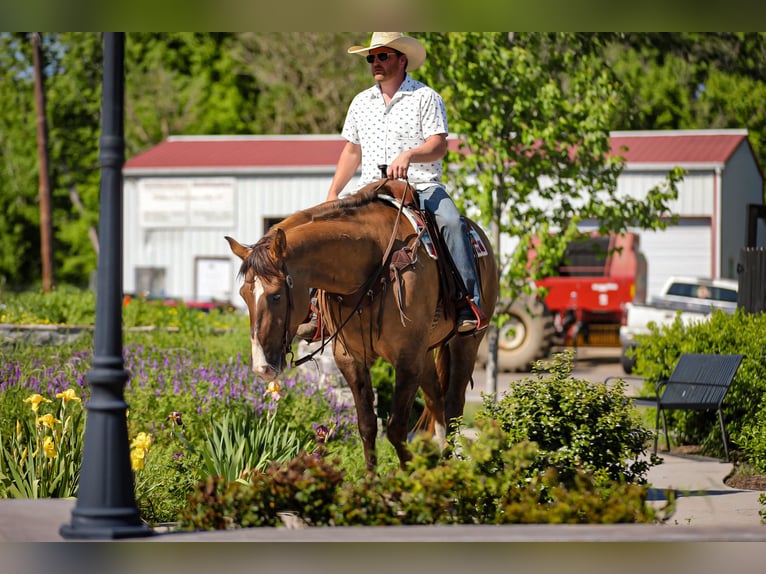 Cheval de trait Croisé Jument 6 Ans 163 cm Isabelle in Santa Fe