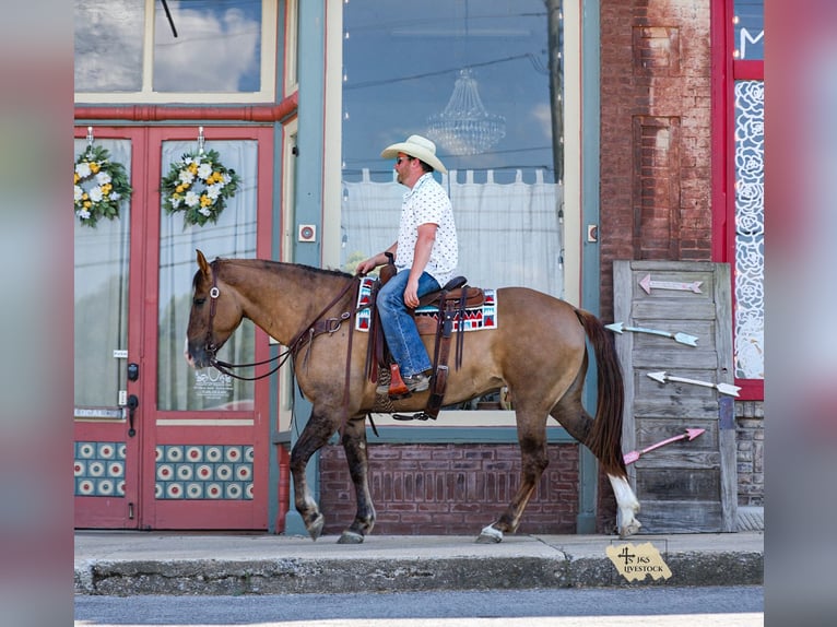 Cheval de trait Croisé Jument 6 Ans 163 cm Isabelle in Santa Fe