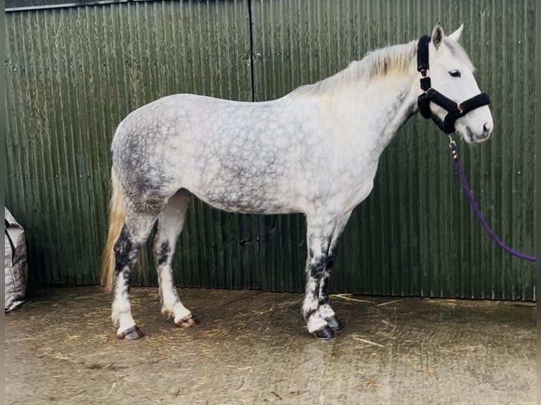 Cheval de trait Jument 6 Ans 165 cm Gris pommelé in Sligo