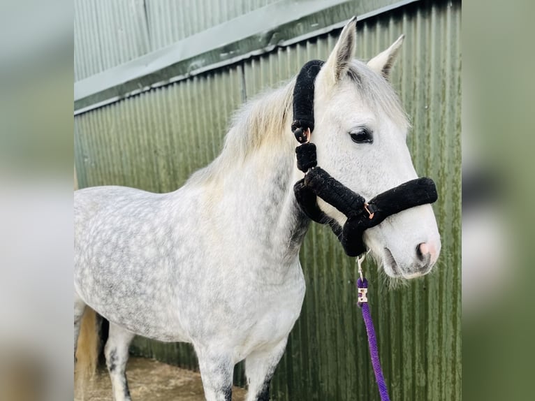 Cheval de trait Jument 6 Ans 165 cm Gris pommelé in Sligo