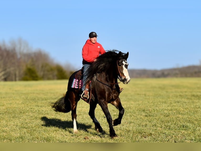 Cheval de trait Croisé Jument 6 Ans 168 cm Roan-Bay in Crab Orchard, KY