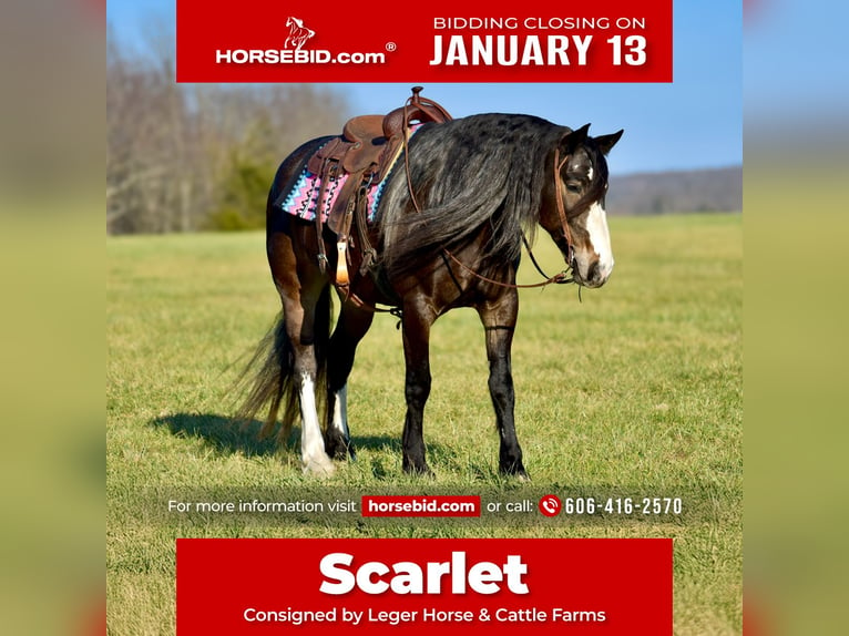 Cheval de trait Croisé Jument 6 Ans 168 cm Roan-Bay in Crab Orchard, KY