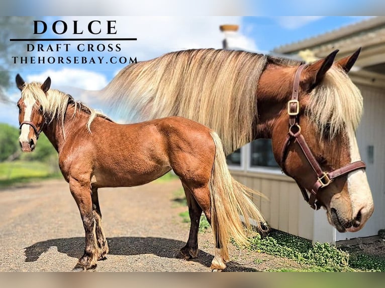 Cheval de trait Croisé Jument 6 Ans Bai cerise in Jeffersonton, VA