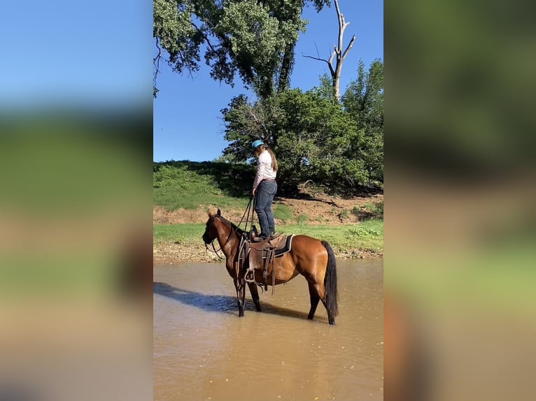 Cheval de trait Jument 7 Ans 150 cm Bai cerise in PERRY, OK