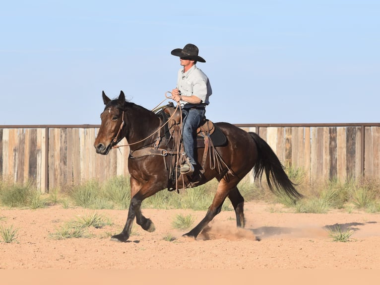 Cheval de trait Croisé Jument 7 Ans 157 cm Bai cerise in Amarillo
