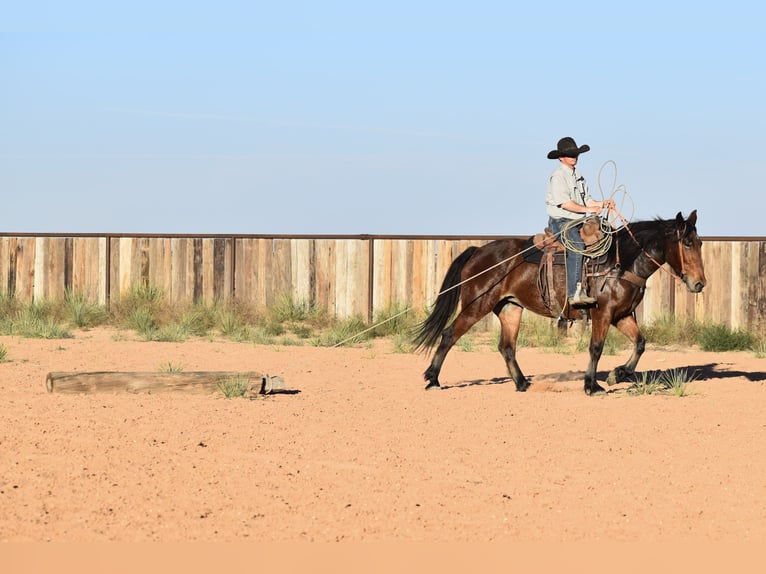 Cheval de trait Croisé Jument 7 Ans 157 cm Bai cerise in Amarillo