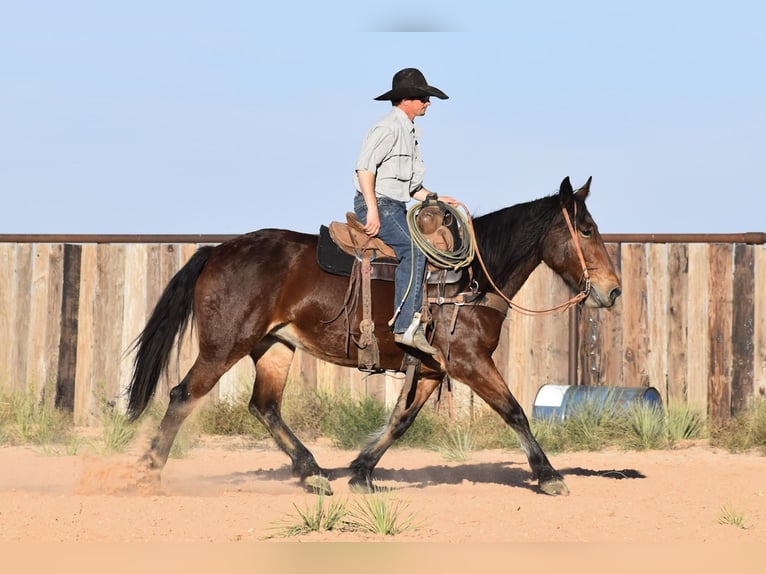 Cheval de trait Croisé Jument 7 Ans 157 cm Bai cerise in Amarillo