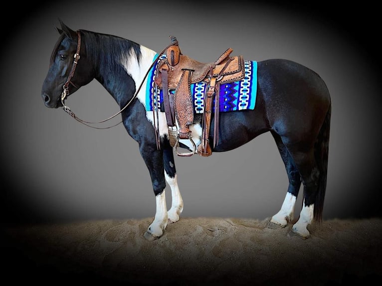 Cheval de trait Jument 7 Ans 157 cm Tobiano-toutes couleurs in Sheffield IA