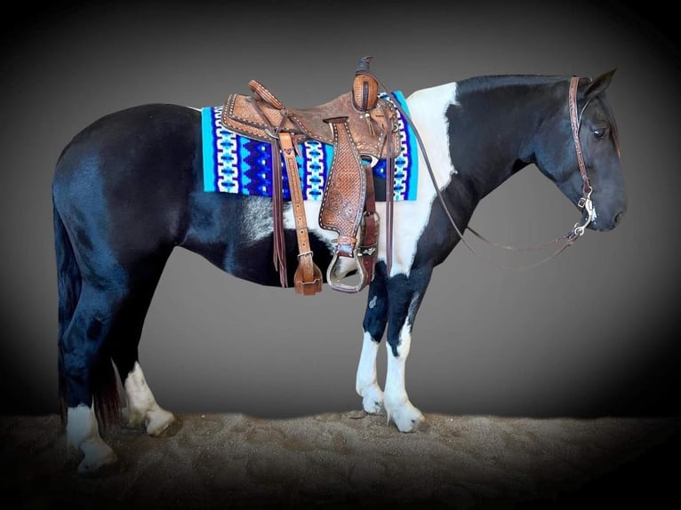 Cheval de trait Jument 7 Ans 157 cm Tobiano-toutes couleurs in Sheffield IA