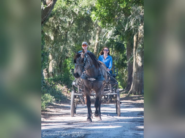 Cheval de trait Croisé Jument 7 Ans 160 cm Buckskin in Morriston, FL