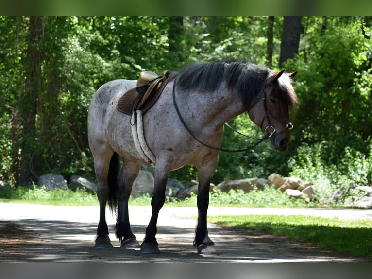 Cheval de trait Jument 7 Ans 163 cm Roan-Bay in Middleboro