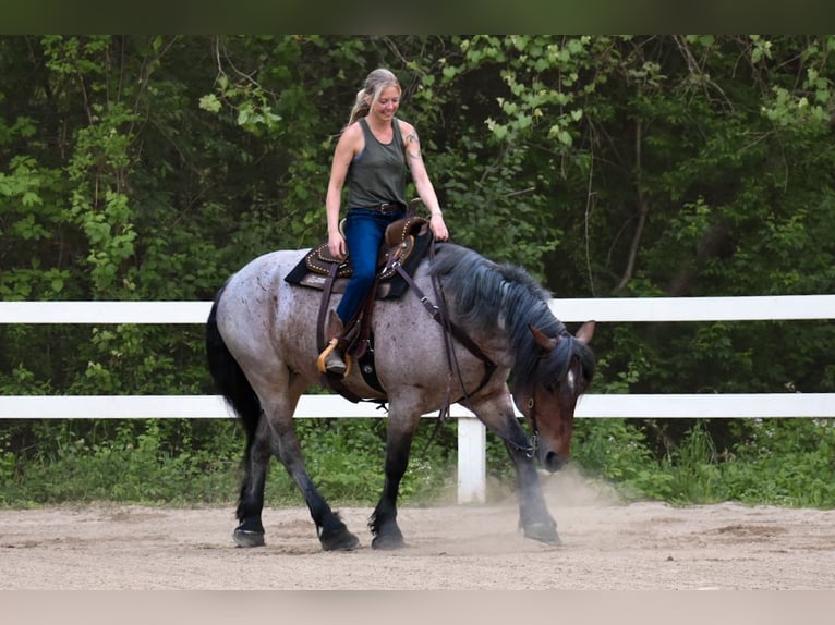 Cheval de trait Jument 7 Ans 163 cm Roan-Bay in Middleboro