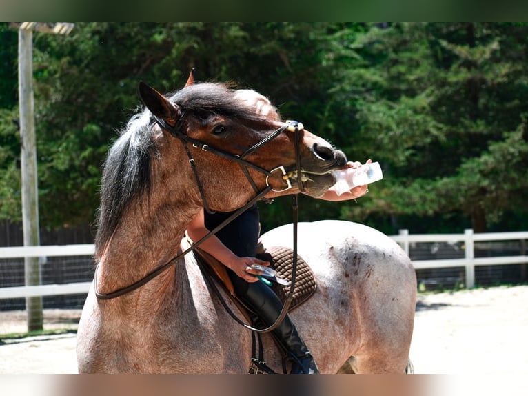 Cheval de trait Jument 7 Ans 163 cm Roan-Bay in Middleboro