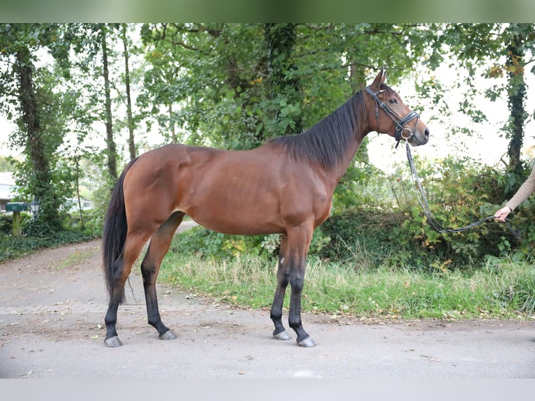 Cheval de trait Croisé Jument 7 Ans in Jever