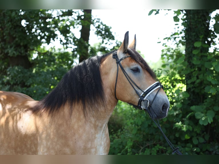 Cheval de trait Croisé Jument 7 Ans in Jever