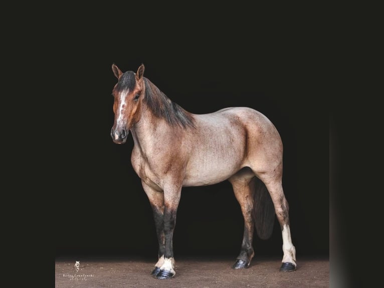 Cheval de trait Jument 7 Ans Roan-Bay in Everett PA