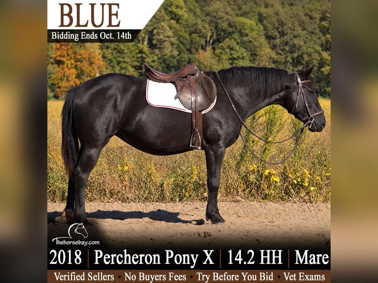 Cheval de trait Croisé Jument 8 Ans 147 cm Noir in Saint Joe, IN
