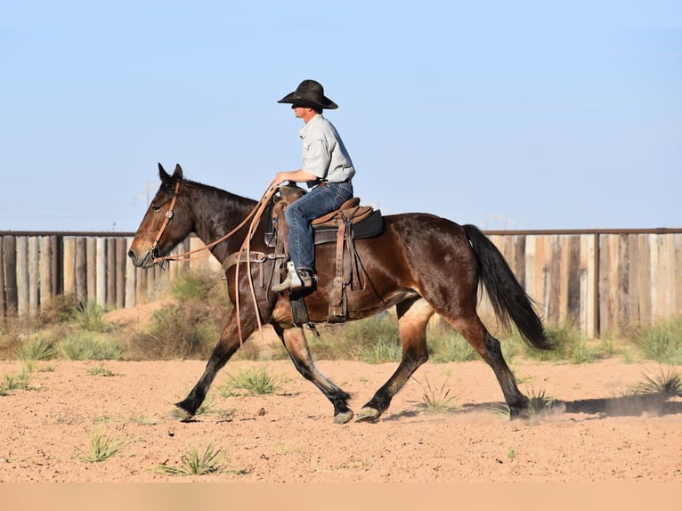 Cheval de trait Croisé Jument 8 Ans 157 cm Bai cerise in Amarillo