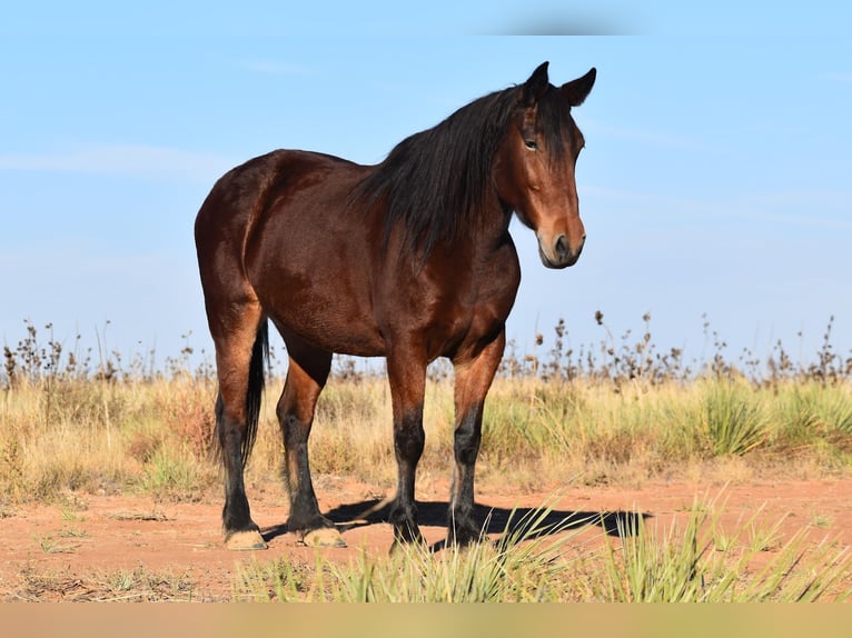 Cheval de trait Croisé Jument 8 Ans 157 cm Bai cerise in Amarillo