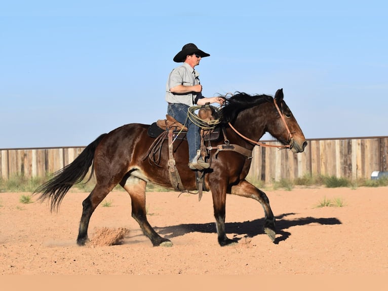 Cheval de trait Croisé Jument 8 Ans 157 cm Bai cerise in Amarillo