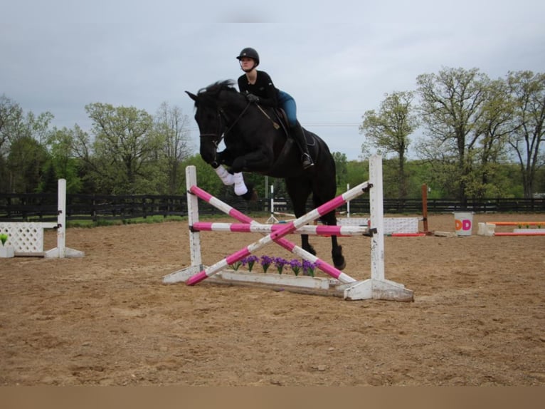 Cheval de trait Jument 8 Ans 163 cm Noir in highland Mi