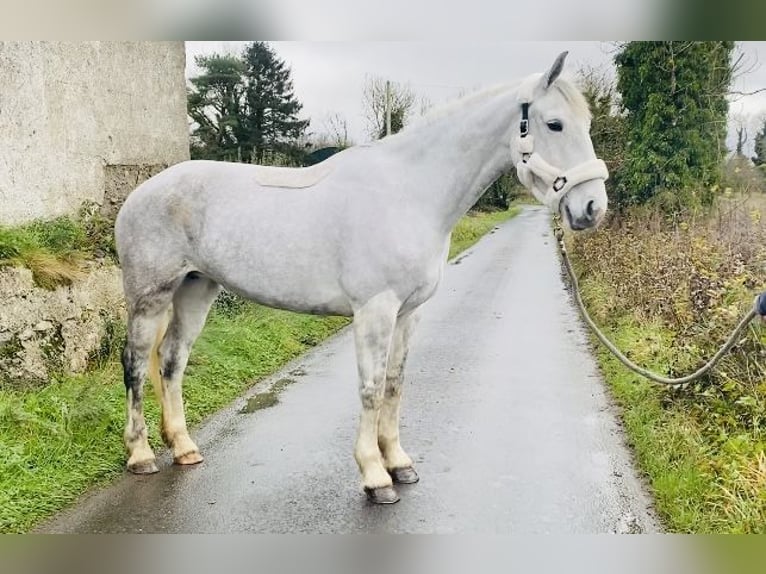 Cheval de trait Jument 8 Ans 166 cm Blanc in Sligo