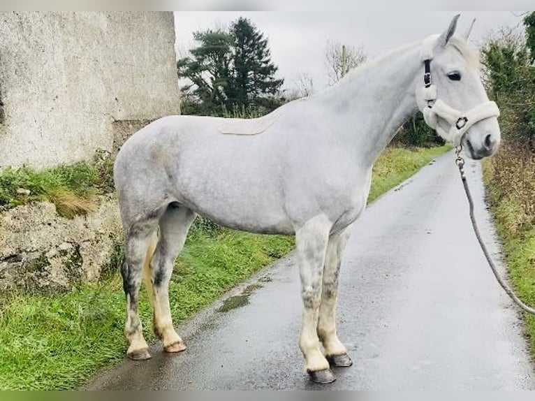 Cheval de trait Jument 8 Ans 166 cm Blanc in Sligo