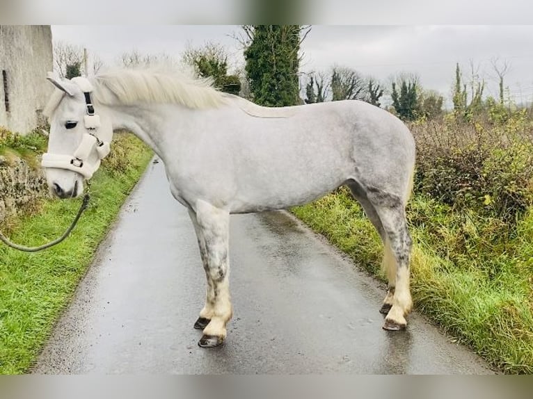 Cheval de trait Jument 8 Ans 166 cm Blanc in Sligo