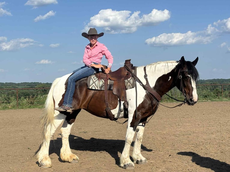 Cheval de trait Jument 8 Ans Tobiano-toutes couleurs in Princeton MO