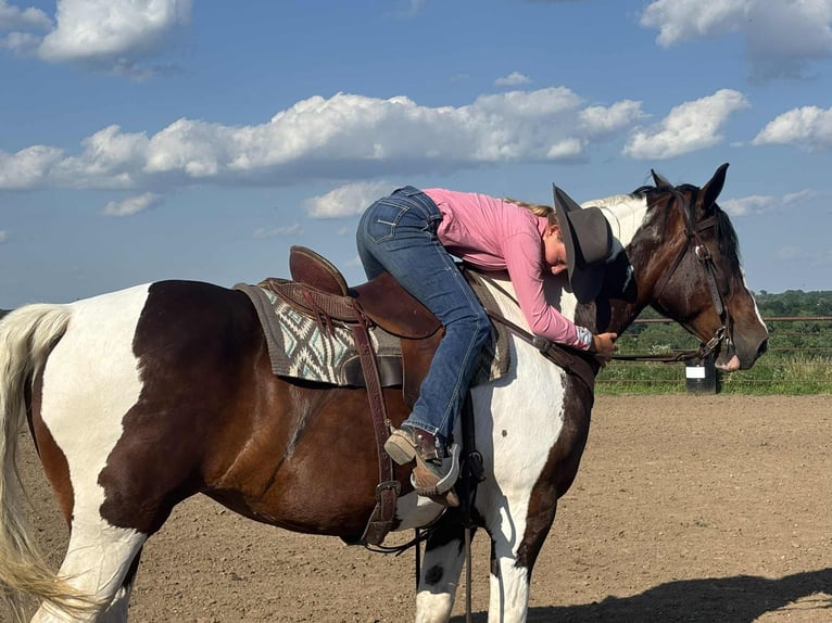 Cheval de trait Jument 8 Ans Tobiano-toutes couleurs in Princeton MO