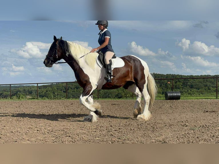 Cheval de trait Jument 8 Ans Tobiano-toutes couleurs in Princeton MO