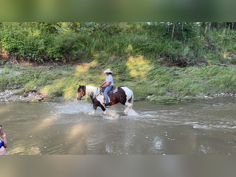Cheval de trait Jument 8 Ans Tobiano-toutes couleurs in Princeton MO