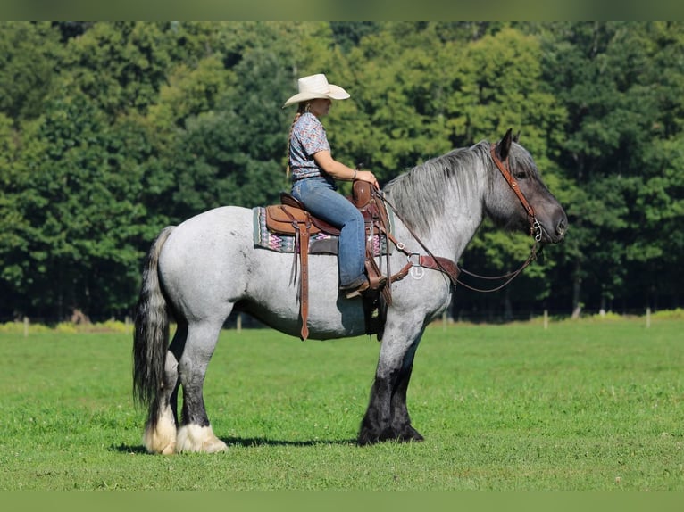 Cheval de trait Croisé Jument 9 Ans 152 cm Rouan Bleu in Clarion