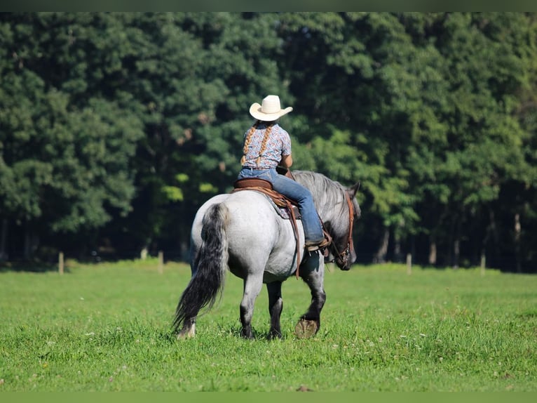 Cheval de trait Croisé Jument 9 Ans 152 cm Rouan Bleu in Clarion