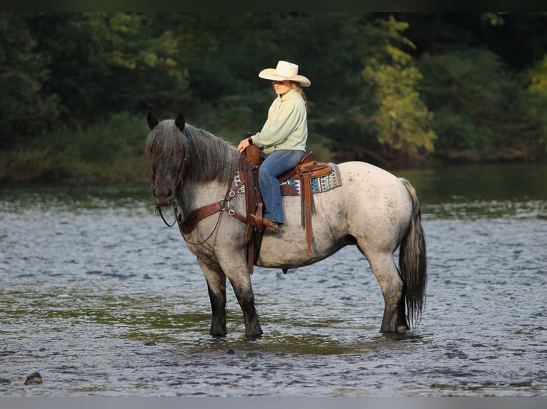 Cheval de trait Croisé Jument 9 Ans 152 cm Rouan Bleu in Clarion