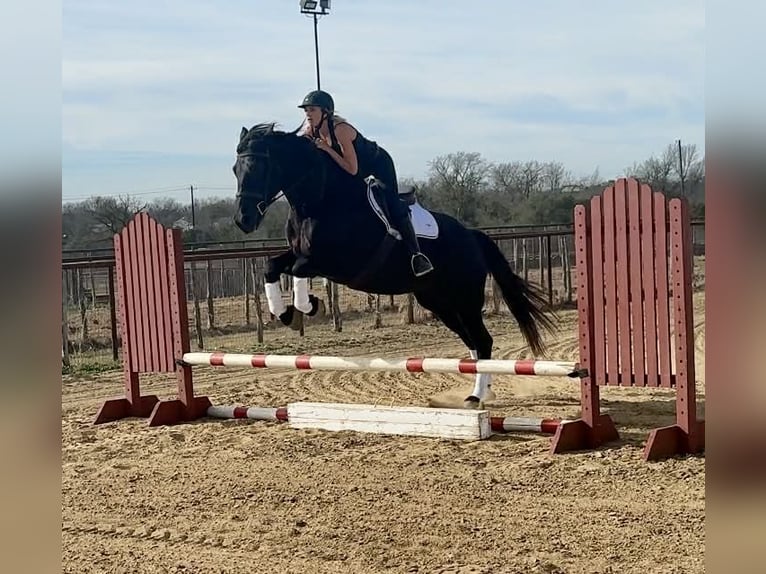 Cheval de trait Jument 9 Ans 163 cm Noir in Weatherford TX
