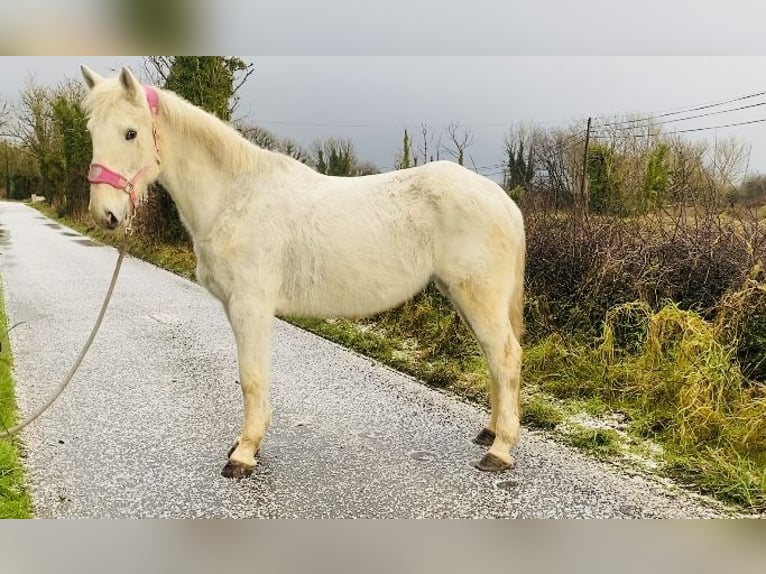 Cheval de trait Jument 9 Ans 166 cm Gris in Sligo