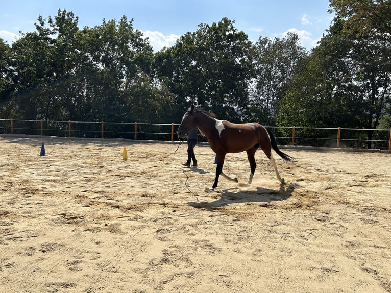 Cheval de vitesse de rangement Hongre 3 Ans 155 cm Pinto in Lahntal