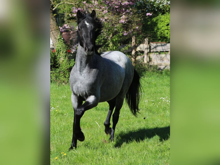 Cheval de vitesse de rangement Hongre 3 Ans 155 cm Rouan Bleu in Waldhambach
