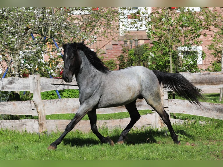 Cheval de vitesse de rangement Hongre 3 Ans 155 cm Rouan Bleu in Waldhambach
