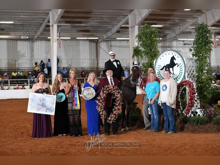 Cheval de vitesse de rangement Hongre 3 Ans 156 cm Bai in Aichtal