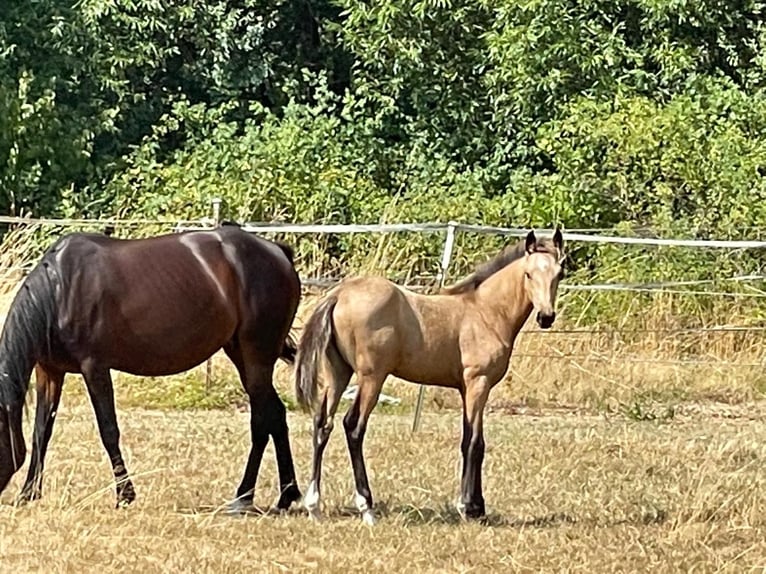 Cheval de vitesse de rangement Hongre 4 Ans 160 cm Buckskin in Obermichelbach