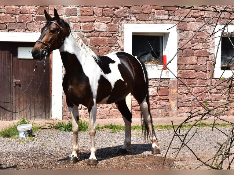Cheval de vitesse de rangement Jument 11 Ans 158 cm Tobiano-toutes couleurs in Eußerthal