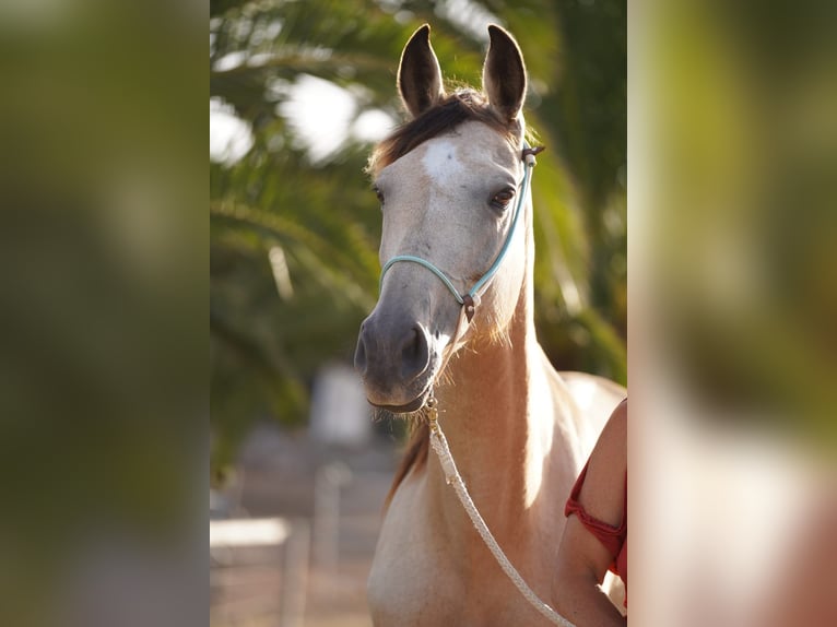 Cheval de vitesse de rangement Jument 11 Ans 159 cm Buckskin in Kaiserslautern