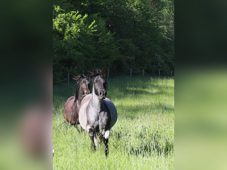 Cheval de vitesse de rangement Jument 13 Ans 158 cm Rouan Bleu in Waldhambach