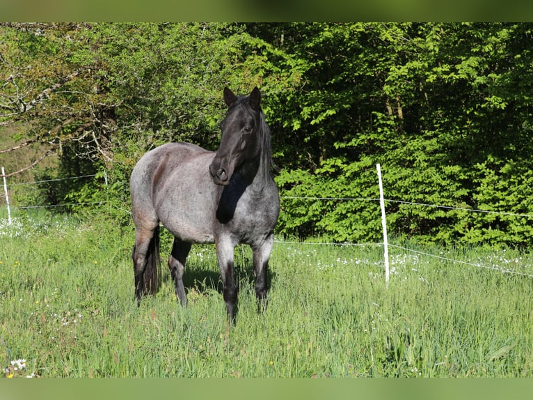 Cheval de vitesse de rangement Jument 13 Ans 158 cm Rouan Bleu in Waldhambach