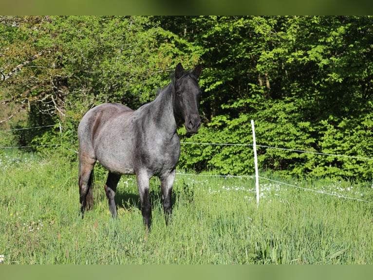 Cheval de vitesse de rangement Jument 13 Ans 158 cm Rouan Bleu in Waldhambach