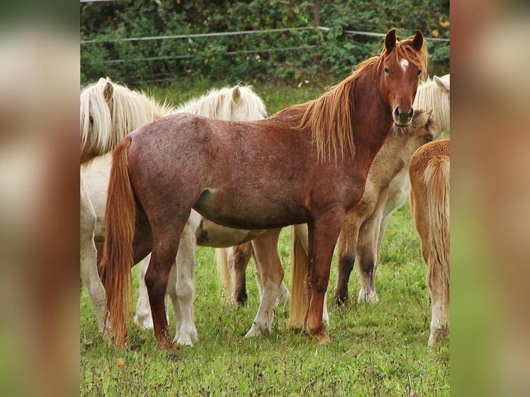 Cheval de vitesse de rangement Jument 2 Ans 158 cm Rouan Rouge in Saarland